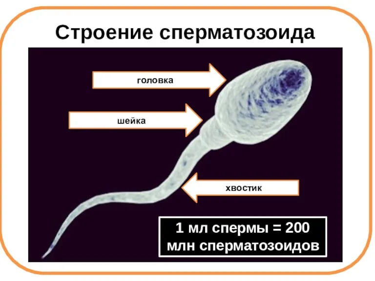 Строение сперматозоида головка шейка хвостик 1 мл спермы = 200 млн сперматозоидов