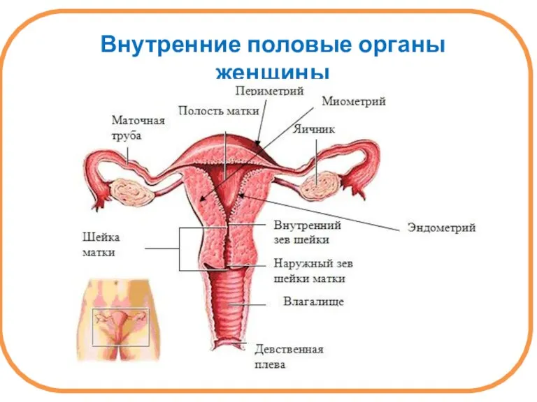 Внутренние половые органы женщины