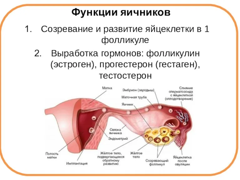 Функции яичников Созревание и развитие яйцеклетки в 1 фолликуле Выработка гормонов: фолликулин (эстроген), прогестерон (гестаген), тестостерон