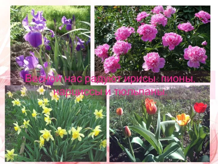 Весной нас радуют ирисы, пионы, нарциссы и тюльпаны.