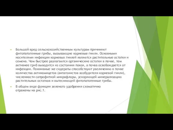 Большой вред сельскохозяйственным культурам причиняют фитопатогенные грибы, вызывающие корневые гнили.