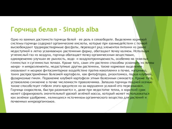 Горчица белая - Sinapis alba Одно из важных достоинств горчицы