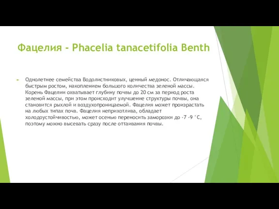 Фацелия - Phacelia tanacetifolia Benth Однолетнее семейства Водолистниковых, ценный медонос.