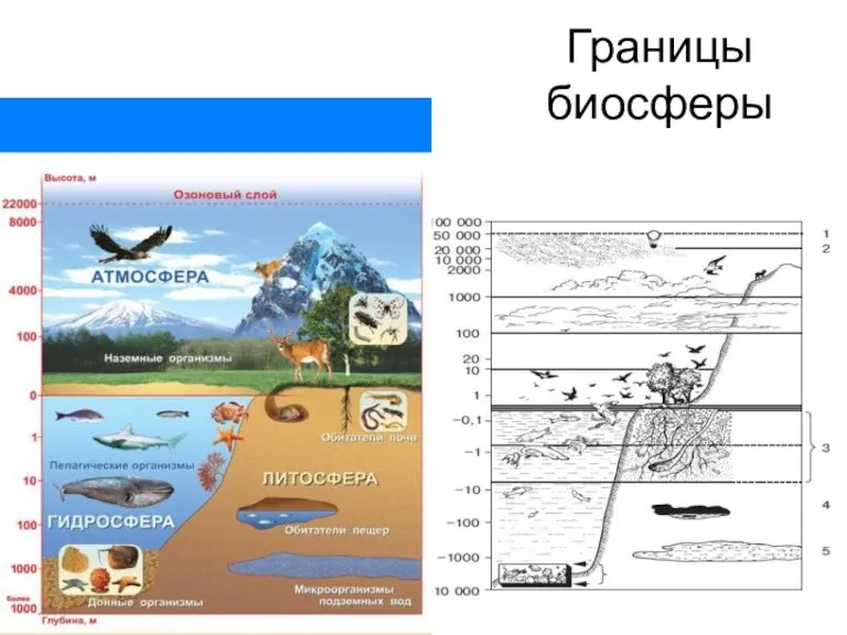 Границы биосферы