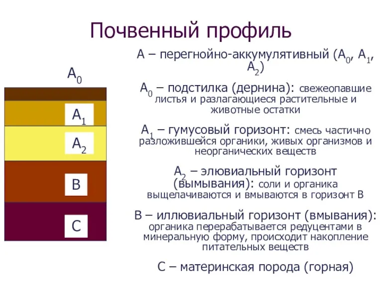 Почвенный профиль А – перегнойно-аккумулятивный (А0, А1, А2) А0 –