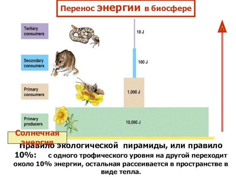 Правило экологической пирамиды, или правило 10%: с одного трофического уровня