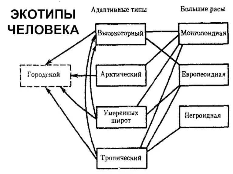 ЭКОТИПЫ ЧЕЛОВЕКА