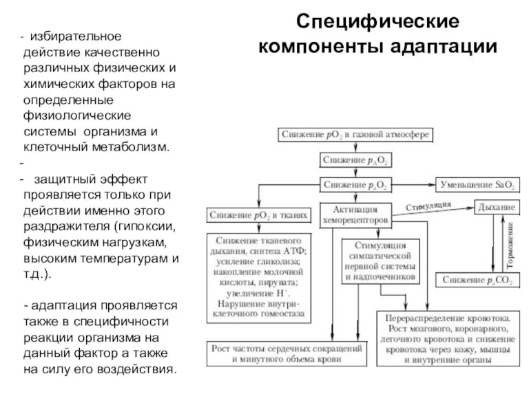 Специфические компоненты адаптации избирательное действие качественно различных физических и химических