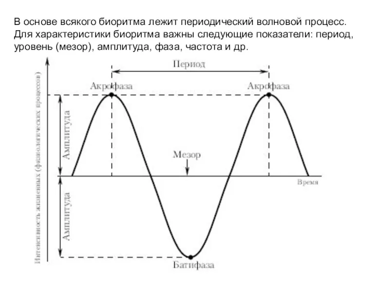 В основе всякого биоритма лежит периодический волновой процесс. Для характеристики