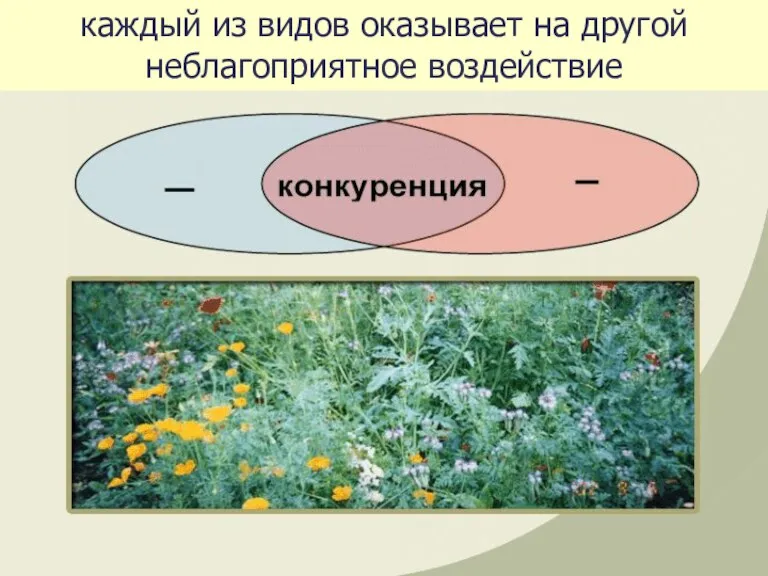 каждый из видов оказывает на другой неблагоприятное воздействие