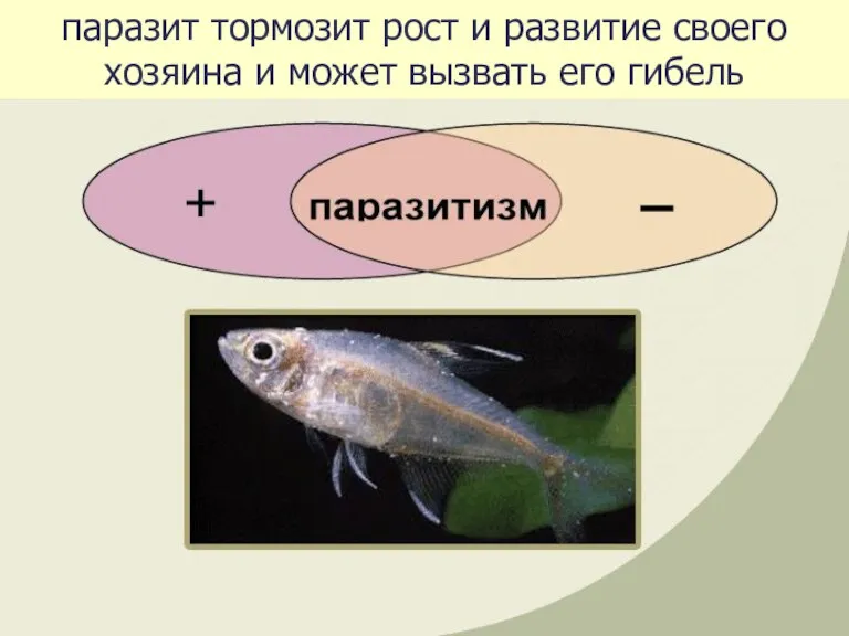 паразит тормозит рост и развитие своего хозяина и может вызвать его гибель