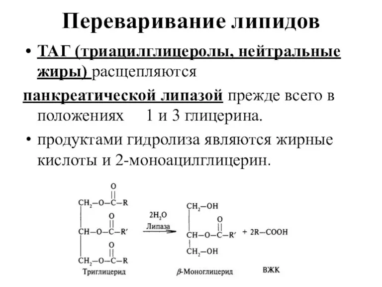 Переваривание липидов ТАГ (триацилглицеролы, нейтральные жиры) расщепляются панкреатической липазой прежде