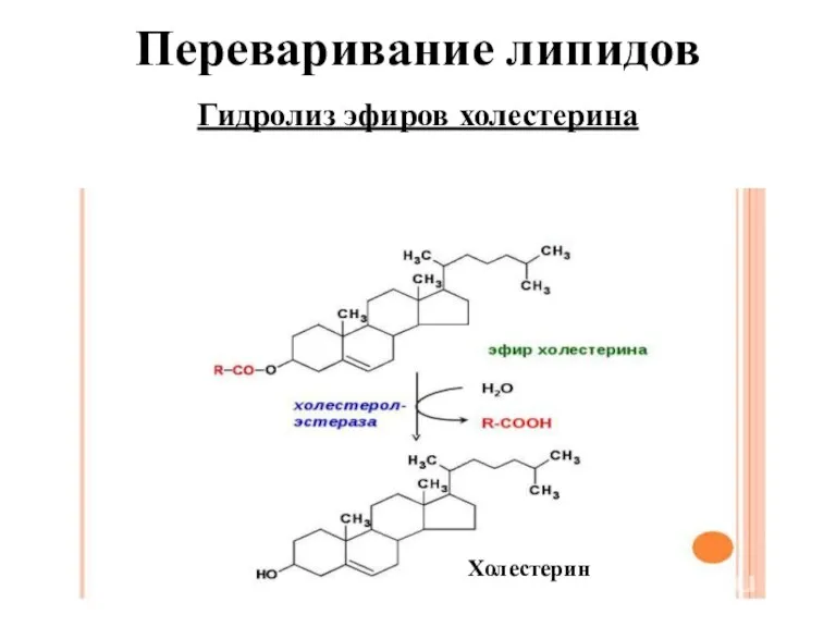 Переваривание липидов Гидролиз эфиров холестерина Холестерин