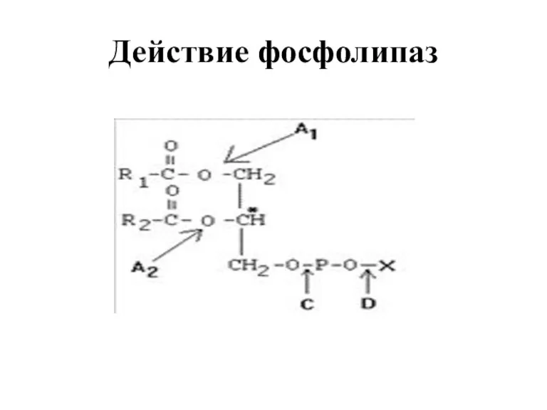 Действие фосфолипаз