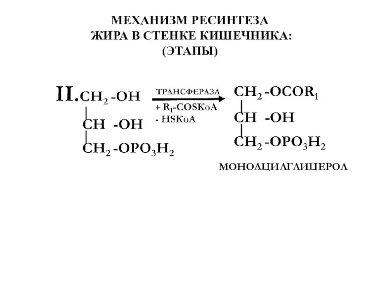 МЕХАНИЗМ РЕСИНТЕЗА ЖИРА В СТЕНКЕ КИШЕЧНИКА: (ЭТАПЫ) МОНОАЦИЛГЛИЦЕРОЛ