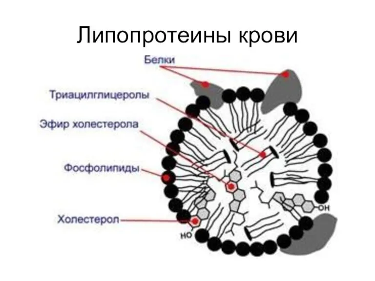 Липопротеины крови