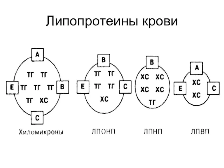 Липопротеины крови