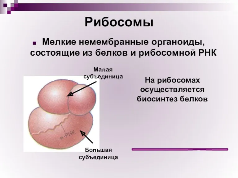 Рибосомы Мелкие немембранные органоиды, состоящие из белков и рибосомной РНК На рибосомах осуществляется биосинтез белков