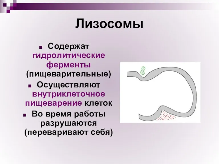 Лизосомы Содержат гидролитические ферменты (пищеварительные) Осуществляют внутриклеточное пищеварение клеток Во время работы разрушаются (переваривают себя)