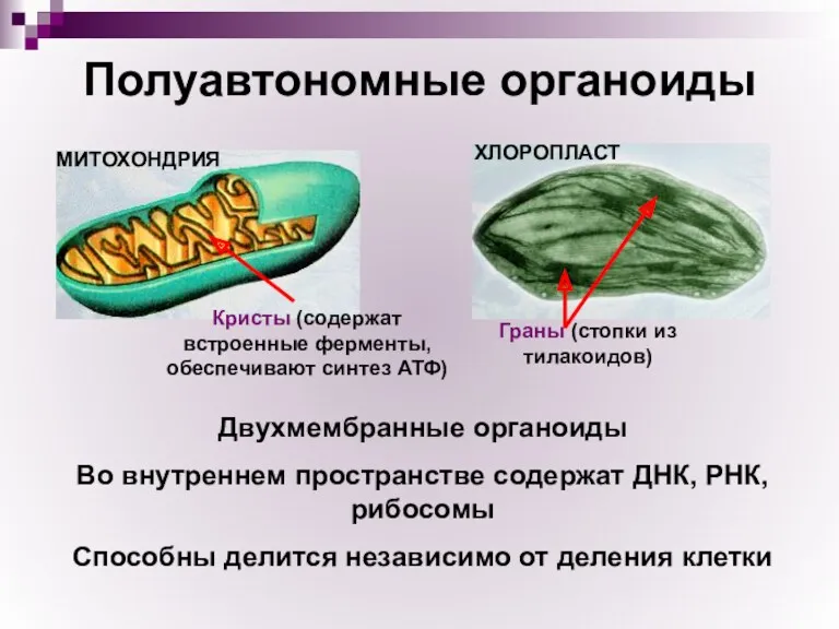 Полуавтономные органоиды Граны (стопки из тилакоидов) Кристы (содержат встроенные ферменты,