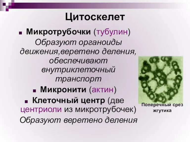 Цитоскелет Микротрубочки (тубулин) Образуют органоиды движения,веретено деления, обеспечивают внутриклеточный транспорт