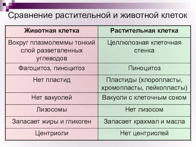 Сравнение растительной и животной клеток