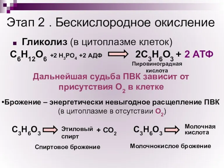 Этап 2 . Бескислородное окисление Гликолиз (в цитоплазме клеток) Дальнейшая