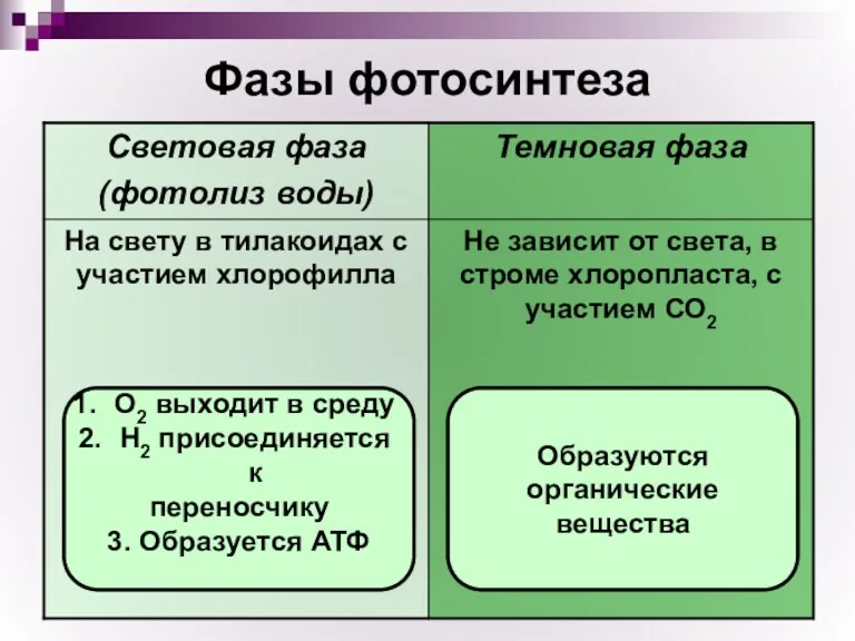 Фазы фотосинтеза О2 выходит в среду Н2 присоединяется к переносчику 3. Образуется АТФ Образуются органические вещества