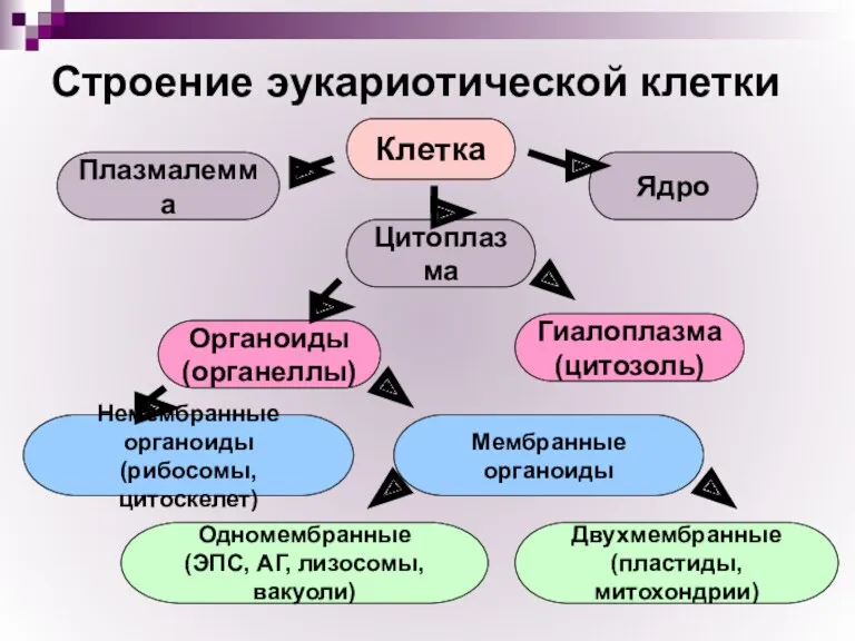 Строение эукариотической клетки