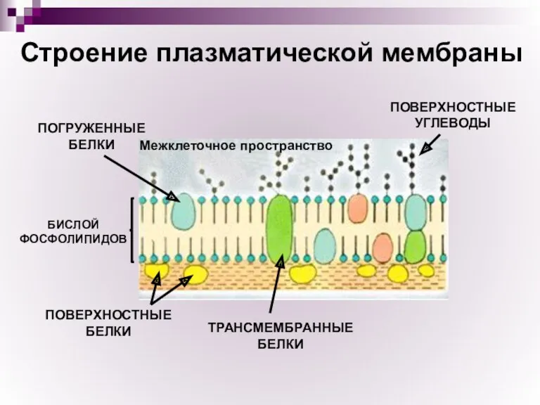 Строение плазматической мембраны БИСЛОЙ ФОСФОЛИПИДОВ ПОВЕРХНОСТНЫЕ БЕЛКИ ПОГРУЖЕННЫЕ БЕЛКИ ТРАНСМЕМБРАННЫЕ БЕЛКИ ПОВЕРХНОСТНЫЕ УГЛЕВОДЫ