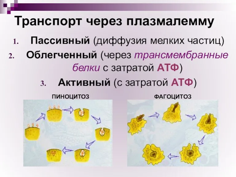 Транспорт через плазмалемму Пассивный (диффузия мелких частиц) Облегченный (через трансмембранные