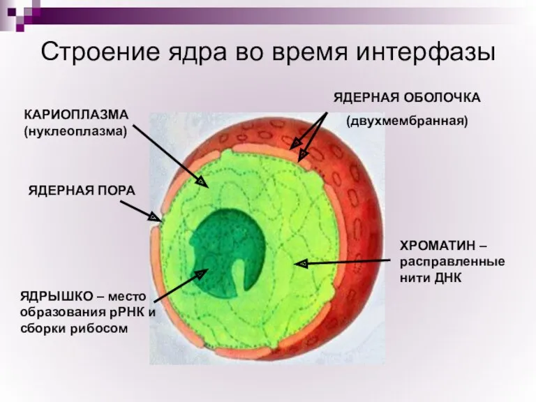 Строение ядра во время интерфазы ЯДЕРНАЯ ОБОЛОЧКА (двухмембранная) ЯДЕРНАЯ ПОРА