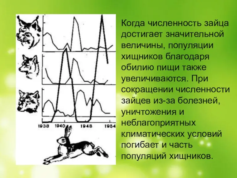 Когда численность зайца достигает значительной величины, популяции хищников благодаря обилию