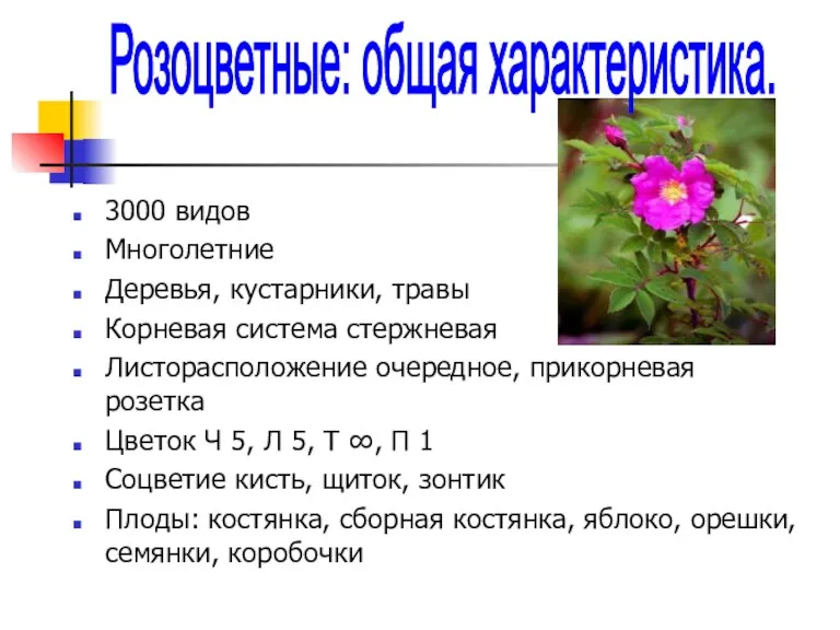 3000 видов Многолетние Деревья, кустарники, травы Корневая система стержневая Листорасположение