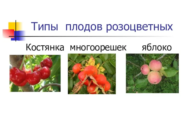 Типы плодов розоцветных Костянка многоорешек яблоко