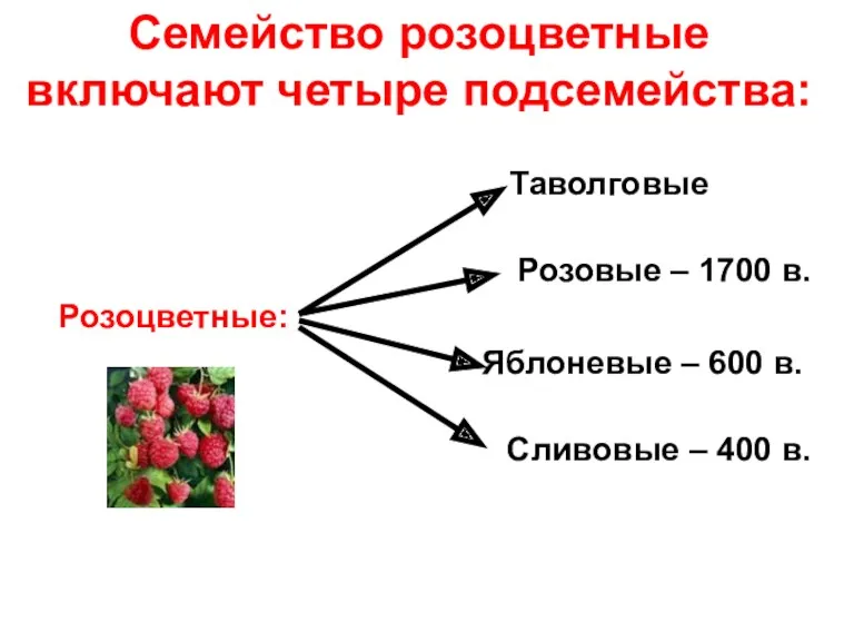 Семейство розоцветные включают четыре подсемейства: Таволговые Розовые – 1700 в.