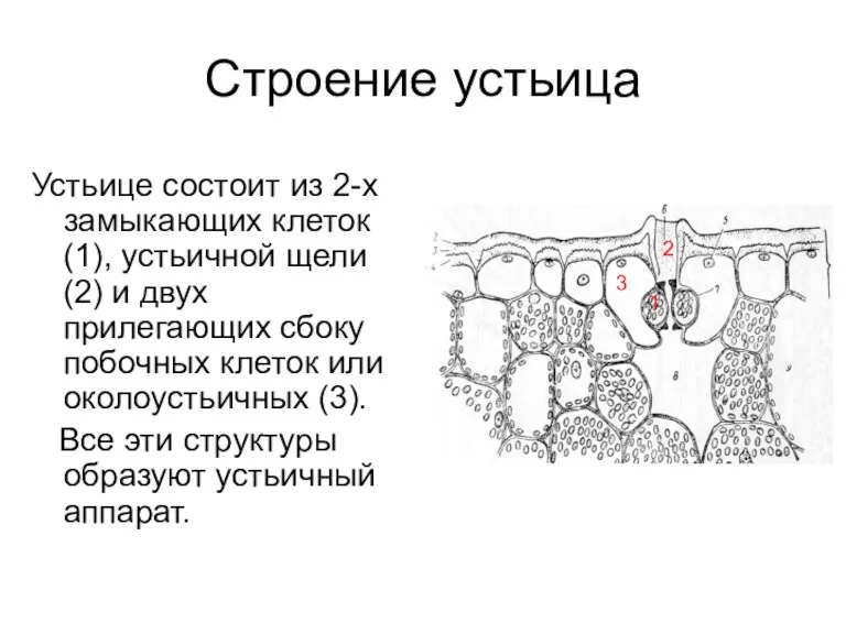 Строение устьица Устьице состоит из 2-х замыкающих клеток (1), устьичной