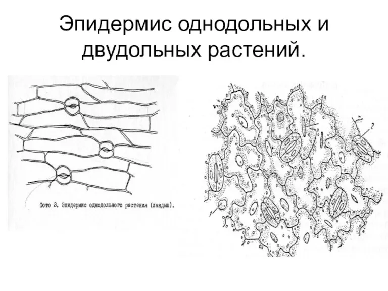 Эпидермис однодольных и двудольных растений.