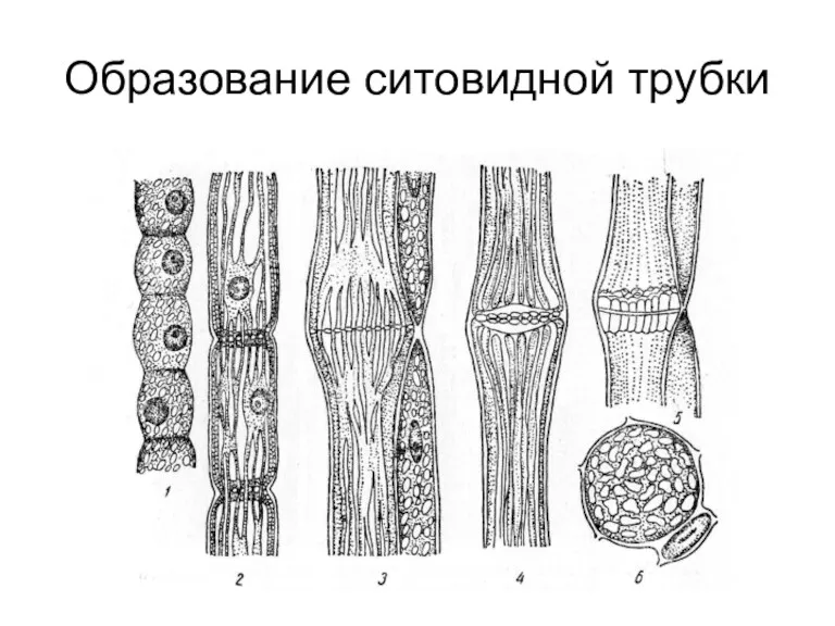 Образование ситовидной трубки