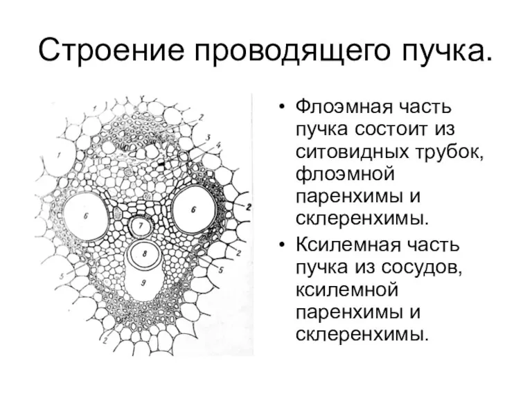 Строение проводящего пучка. Флоэмная часть пучка состоит из ситовидных трубок,