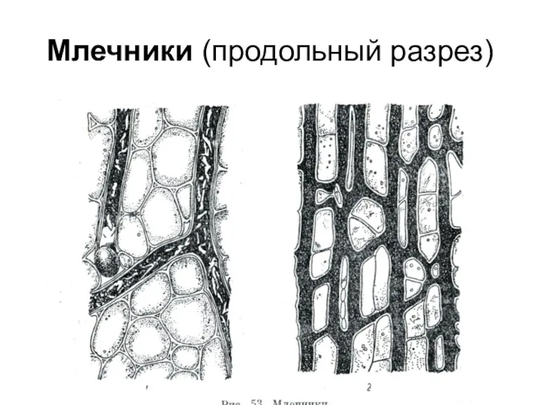 Млечники (продольный разрез)