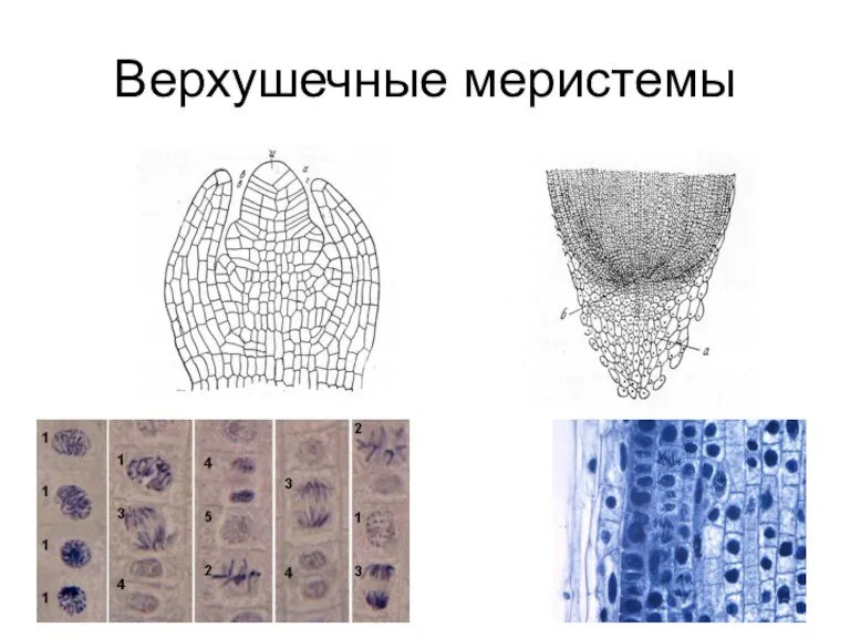 Верхушечные меристемы