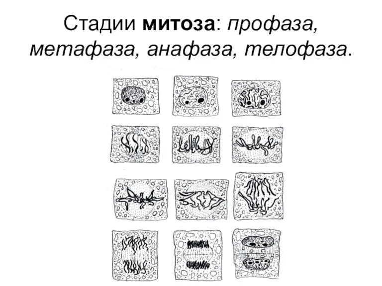 Стадии митоза: профаза, метафаза, анафаза, телофаза.