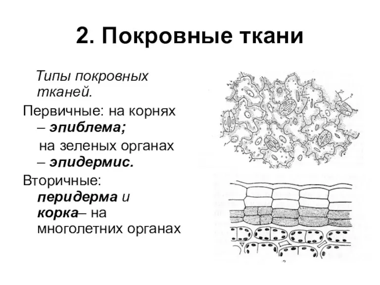 2. Покровные ткани Типы покровных тканей. Первичные: на корнях –