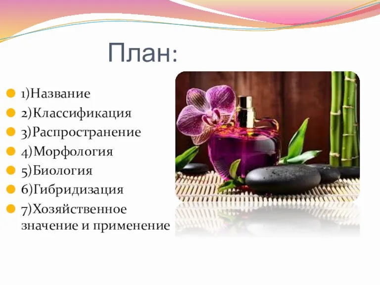 План: 1)Название 2)Классификация 3)Распространение 4)Морфология 5)Биология 6)Гибридизация 7)Хозяйственное значение и применение