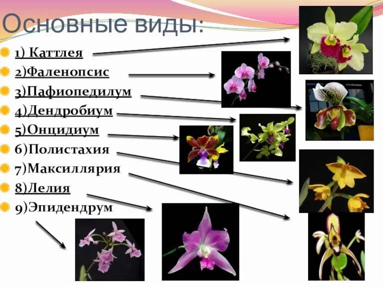 Основные виды: 1) Каттлея 2)Фаленопсис 3)Пафиопедилум 4)Дендробиум 5)Онцидиум 6)Полистахия 7)Максиллярия 8)Лелия 9)Эпидендрум