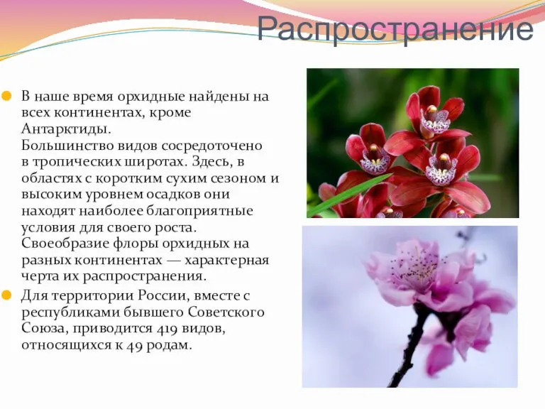 Распространение В наше время орхидные найдены на всех континентах, кроме