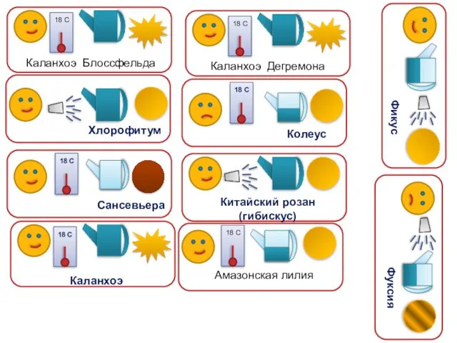 Каланхоэ Блоссфельда Каланхоэ Дегремона Сансевьера Хлорофитум Китайский розан (гибискус) Колеус Каланхоэ Амазонская лилия Фикус Фуксия