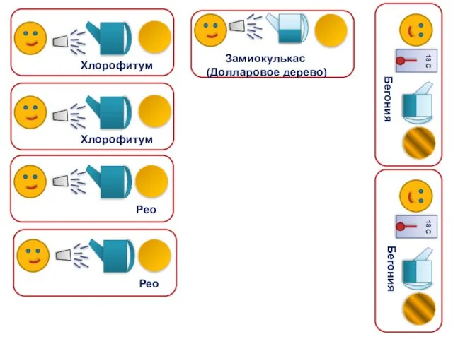 Хлорофитум Хлорофитум Рео Рео Бегония Бегония Замиокулькас (Долларовое дерево)