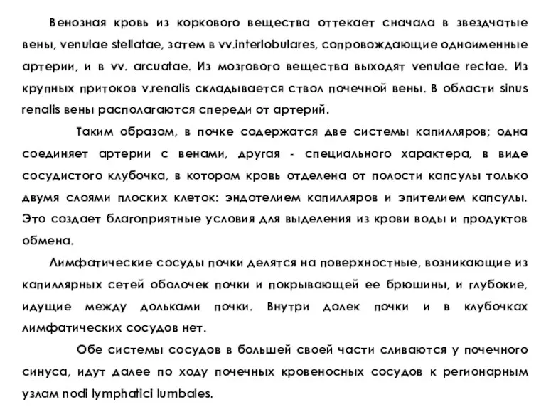 Венозная кровь из коркового вещества оттекает сначала в звездчатые вены, venulae stellatae, затем